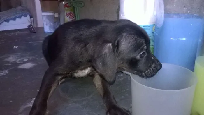 Cachorro ra a não definida idade 2 a 6 meses nome não tem nome 
