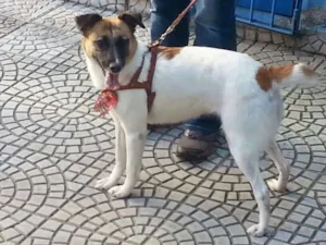 Cachorro raça SRD idade 2 anos nome Jujuba