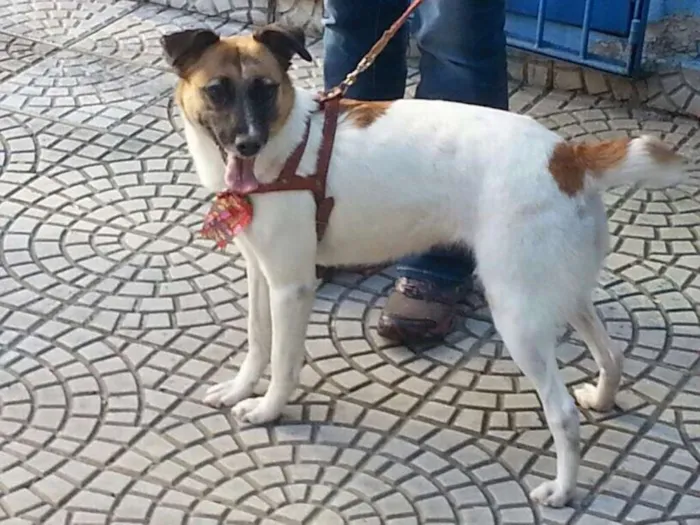 Cachorro ra a SRD idade 2 anos nome Jujuba