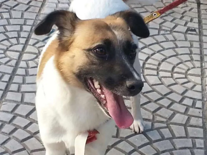 Cachorro ra a SRD idade 2 anos nome Jujuba