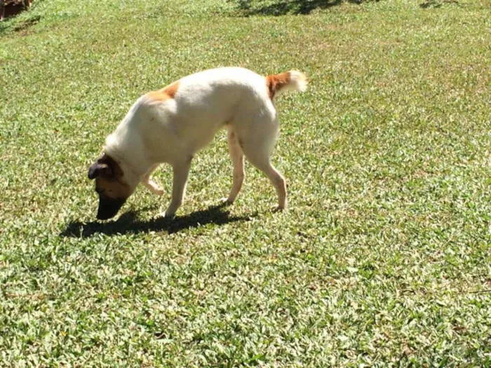 Cachorro ra a SRD idade 2 anos nome Jujuba