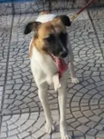 Jujuba