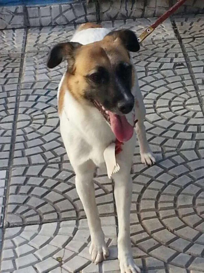 Cachorro ra a SRD idade 2 anos nome Jujuba