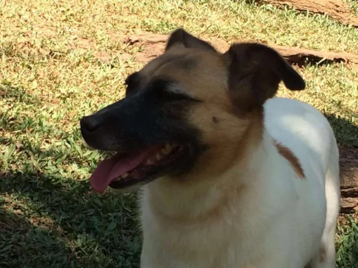 Cachorro ra a SRD idade 2 anos nome Jujuba