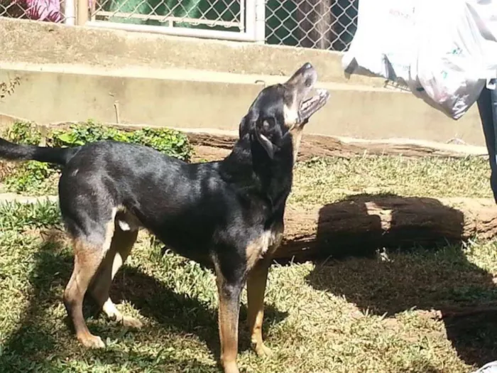 Cachorro ra a SRD idade 3 anos nome Jack