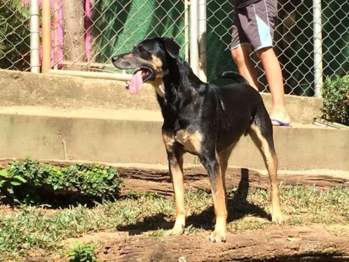 Cachorro ra a SRD idade 3 anos nome Jack