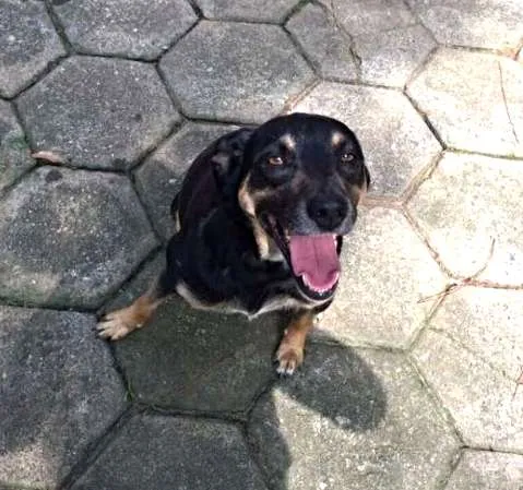 Cachorro ra a SRD idade 3 anos nome Jack