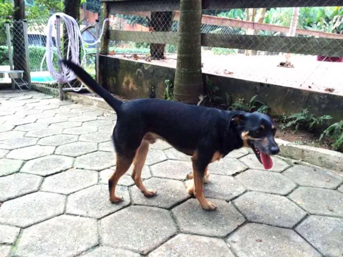 Cachorro ra a SRD idade 3 anos nome Jack