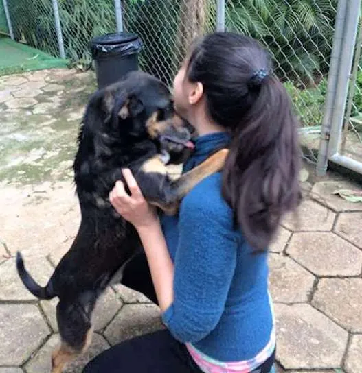 Cachorro ra a SRD idade 3 anos nome Jack