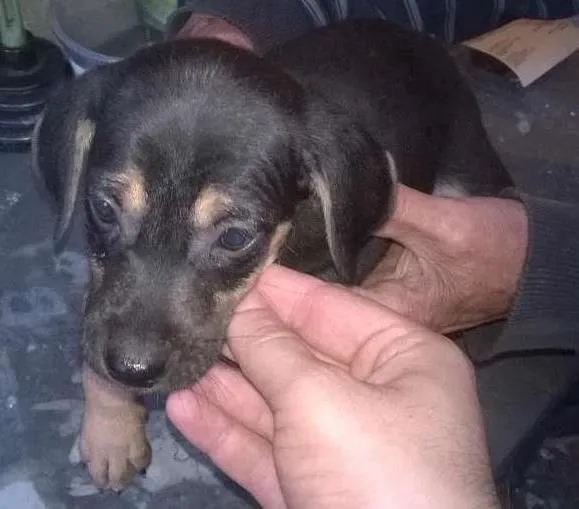 Cachorro ra a não definida idade 2 a 6 meses nome não tem nome 