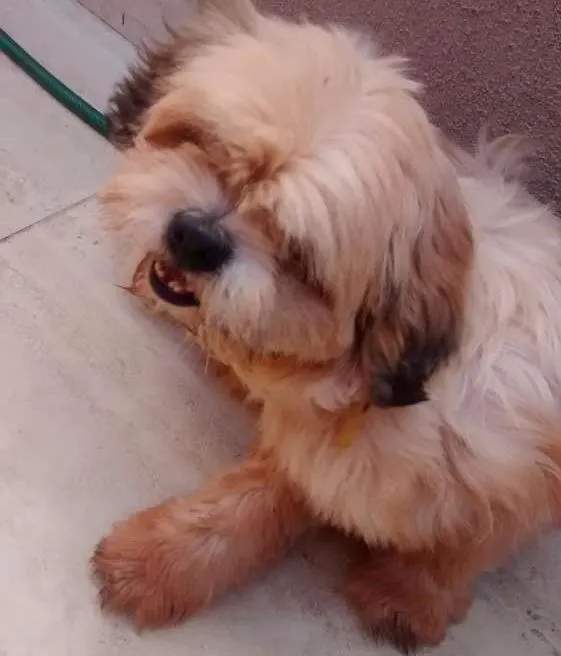 Cachorro ra a Lhasa apso idade  nome Sem informação 