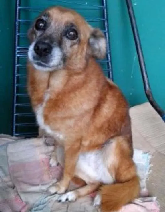 Cachorro ra a SRD idade 6 ou mais anos nome LILITY