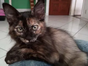 Gato raça Srd idade Abaixo de 2 meses nome Thandera