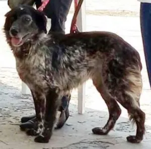 Cachorro raça Setter idade 5 anos nome Poi