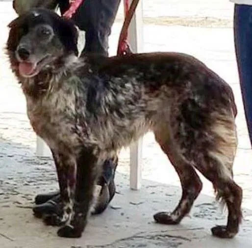 Cachorro ra a Setter idade 5 anos nome Poi
