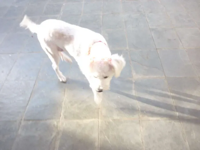 Cachorro raça poodle -raça não definida idade 2 anos nome Aladim