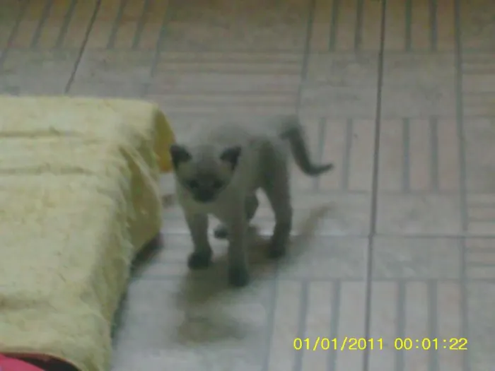 Gato raça indefinida idade Abaixo de 2 meses nome cinzim