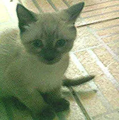 Gato raça indefinida idade Abaixo de 2 meses nome cinzim