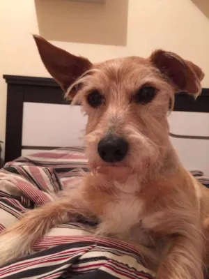 Cachorro raça Vira Lata idade 3 anos nome Scott