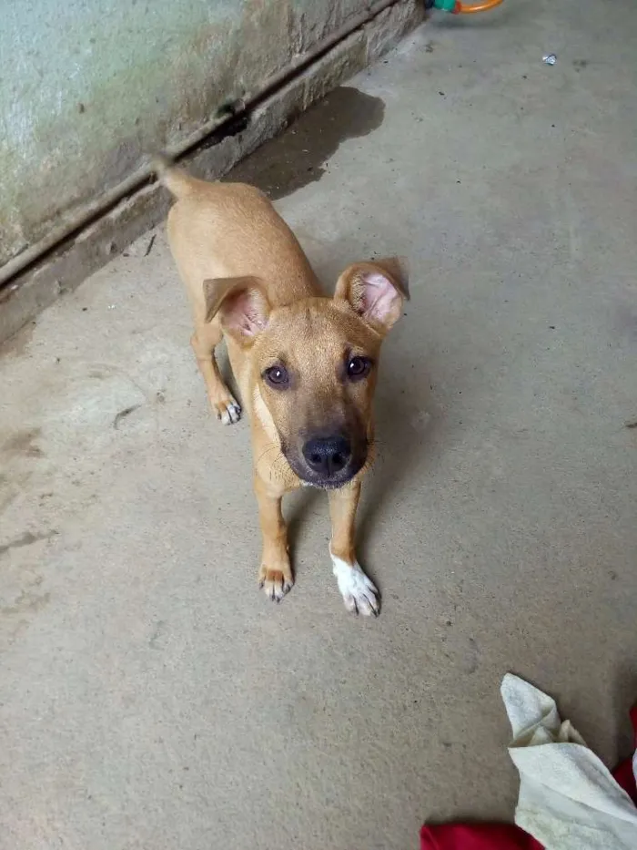 Cachorro raça  idade 2 a 6 meses nome Guerreiro
