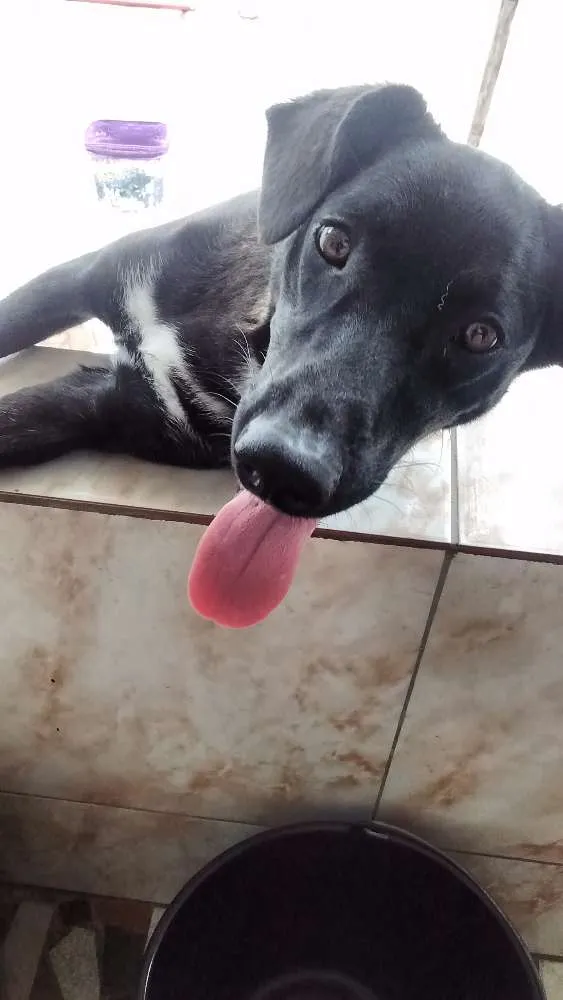 Cachorro ra a Vira lata idade 1 ano nome Pandora