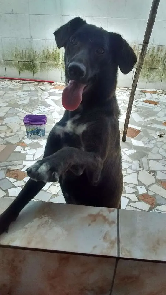 Cachorro ra a Vira lata idade 1 ano nome Pandora