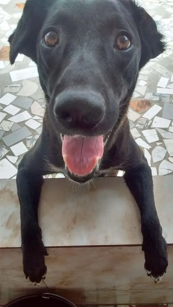 Cachorro ra a Vira lata idade 1 ano nome Pandora