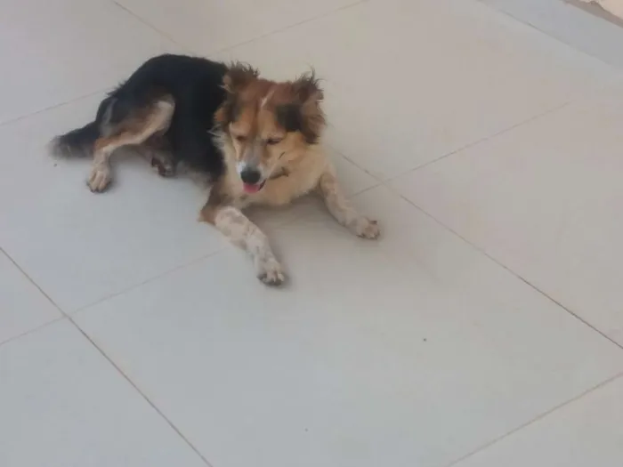 Cachorro ra a viralata idade 6 ou mais anos nome katu