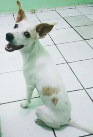 Cachorro raça rnd idade 7 a 11 meses nome Alaska