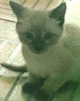 cinzim