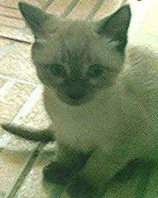 Gato raça indefinida idade Abaixo de 2 meses nome cinzim