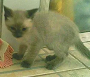 Gato raça indefinida idade Abaixo de 2 meses nome cinzim