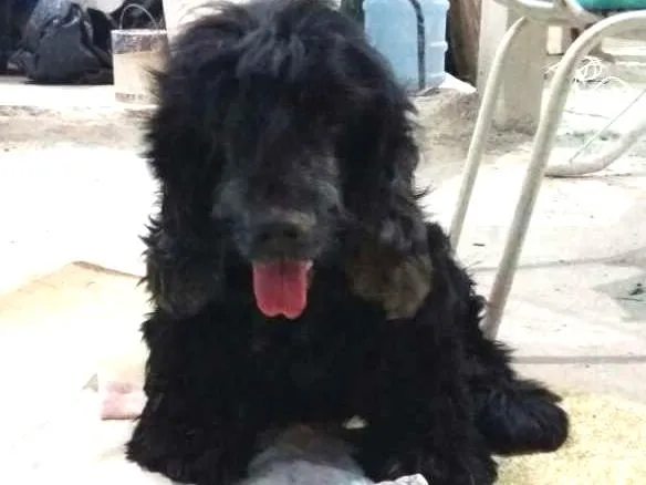 Cachorro ra a Cocker idade 6 ou mais anos nome Negão