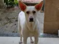 Branquinha