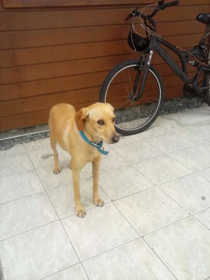 Cachorro ra a vira lata idade 2 anos nome Guri