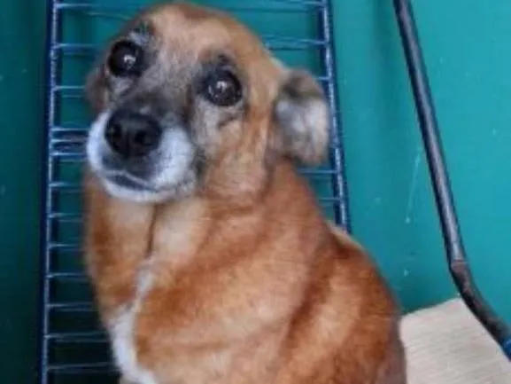 Cachorro ra a SRD idade 6 ou mais anos nome LILITY