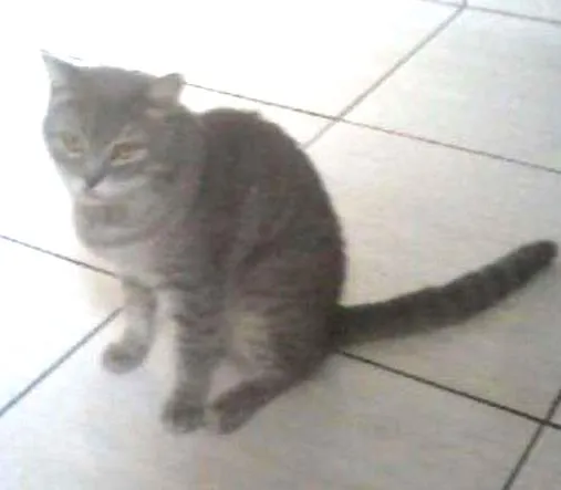 Gato ra a mestiço de persa idade 4 anos nome Snolfo GRATIFICA