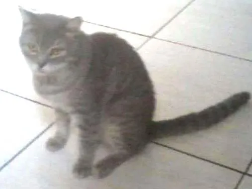 Gato ra a mestiço de persa idade 4 anos nome Snolfo GRATIFICA