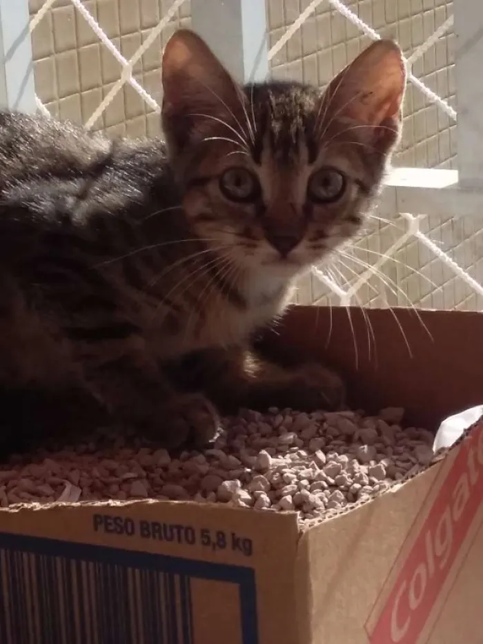 Gato raça indefinida idade Abaixo de 2 meses nome sem nome