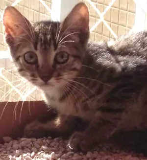 Gato raça indefinida idade Abaixo de 2 meses nome sem nome