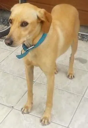 Cachorro raça vira lata idade 2 anos nome Guri