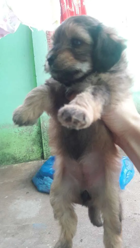 Cachorro raça Poodle e o pai desconhecido  idade Abaixo de 2 meses nome Ainda não tem