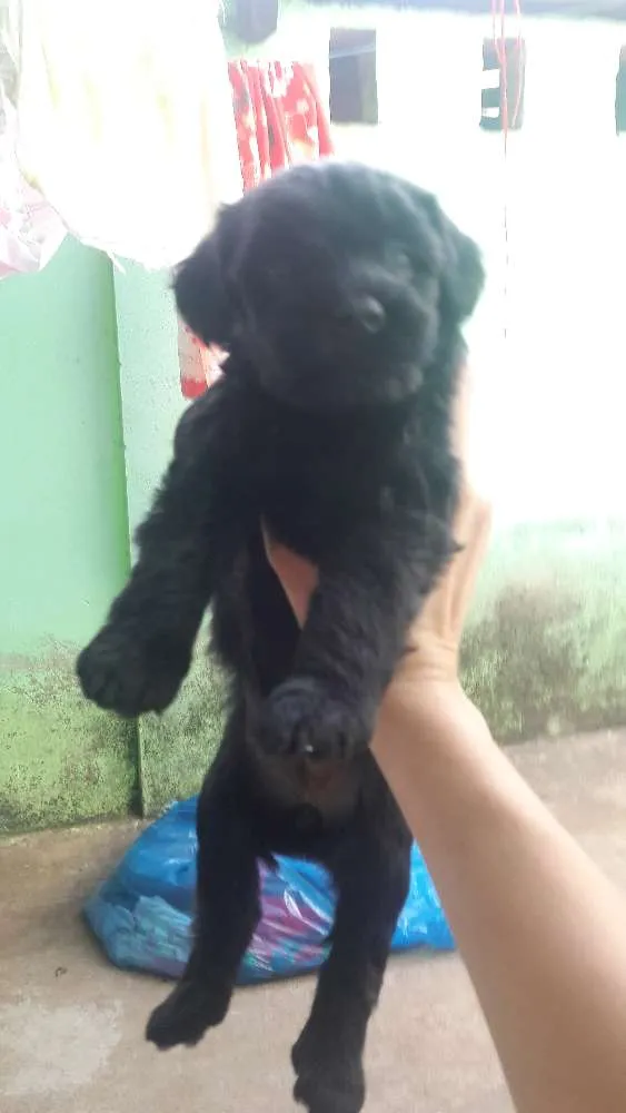 Cachorro raça Vira-lata idade 2 a 6 meses nome Bingo