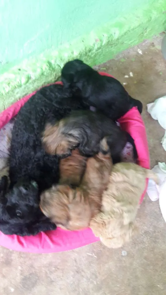 Cachorro raça Vira-lata idade 2 a 6 meses nome Bingo