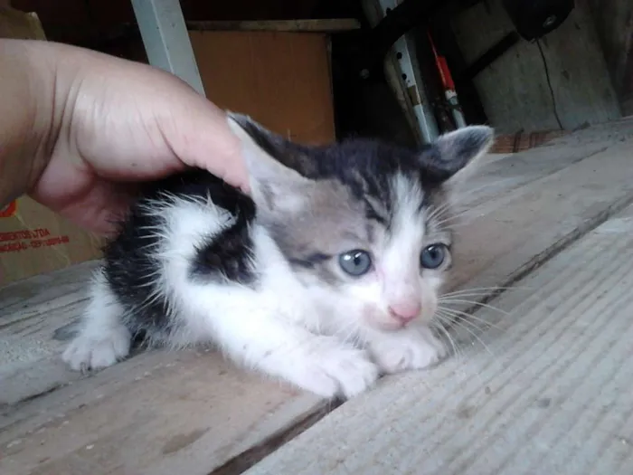 Gato ra a Desconhecida idade Abaixo de 2 meses nome Sem nome