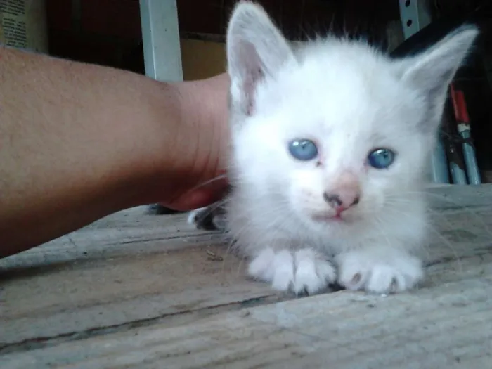 Gato ra a Desconhecida idade Abaixo de 2 meses nome Sem nome