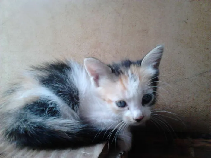 Gato ra a Desconhecida idade Abaixo de 2 meses nome Sem nome