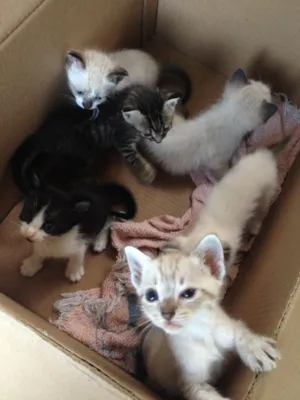 Gato raça Não sei a raça  idade Abaixo de 2 meses nome Não possui nome 