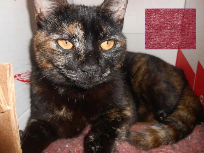 Gato ra a  idade 4 anos nome Tuquinha