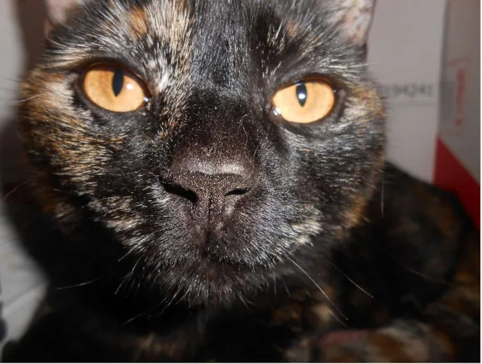 Gato ra a  idade 4 anos nome Tuquinha